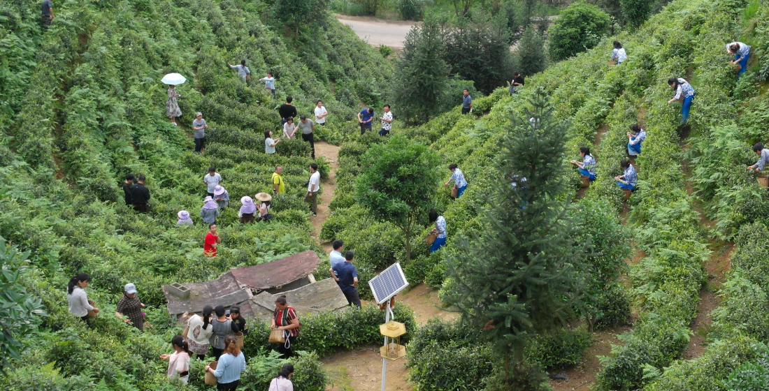 茶葉種植基地