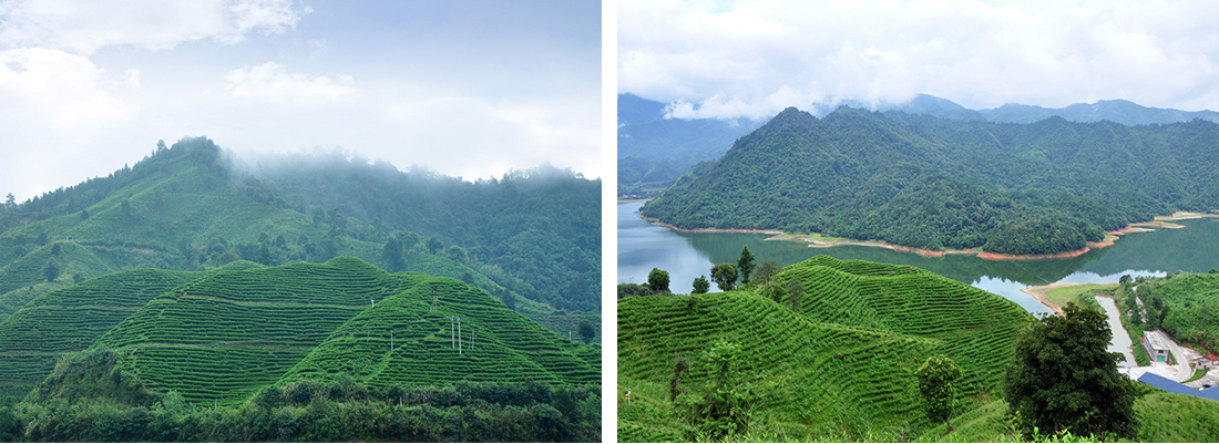 軍峰山茶業，茶葉工廠，專注茶葉生產、茶葉銷售