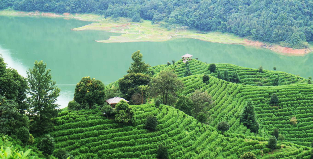 軍峰山茶業(yè)